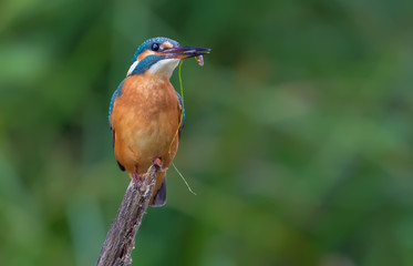 Common kingfisher with a small fish in the beak