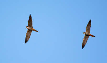 Adult Eurasian hobbies flying near their nest