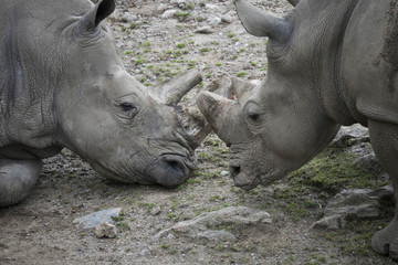 Naklejka premium Rhinos