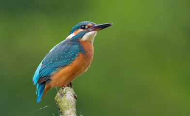 Common kingfisher full body posing
