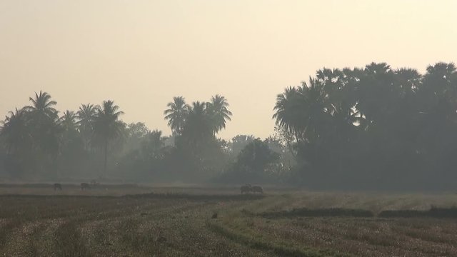 Young Buffalo chase each other around a field shrouded by mist. A background of misty tropical palms and coconut trees with a dull early morning sky.