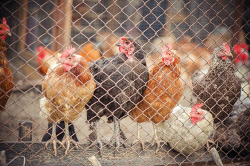 chickens in the coop