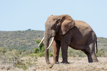 Fototapeta na wymiar Bush Elephant standing with his big tusk
