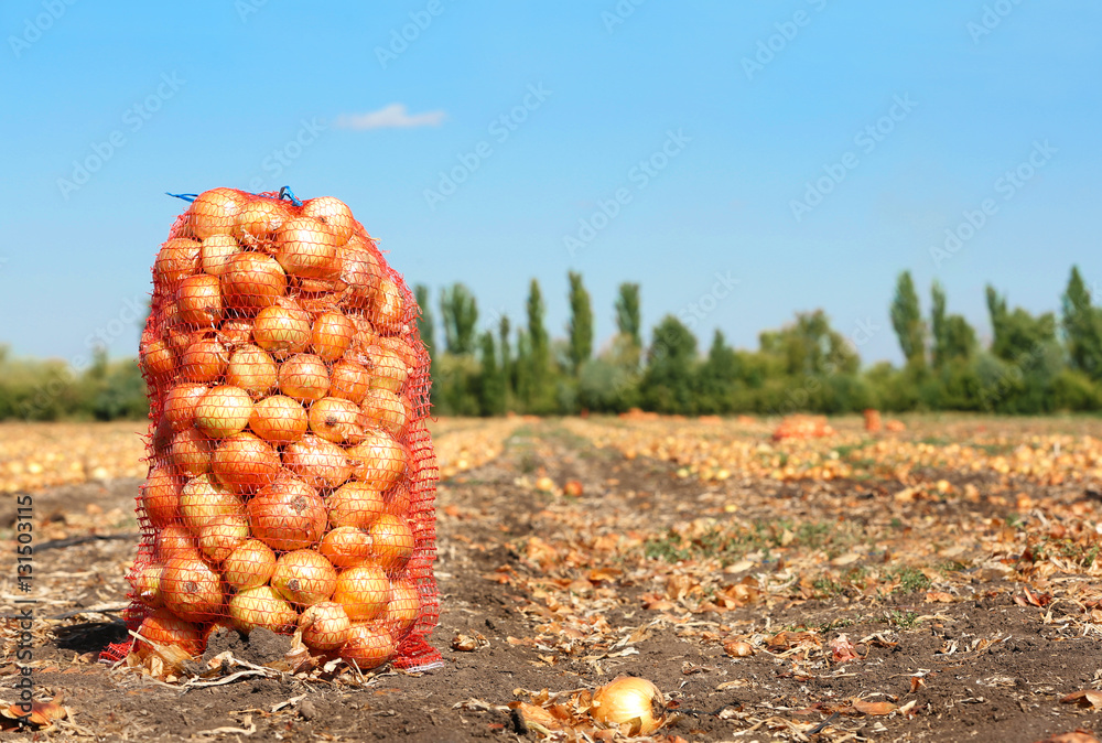 Sticker Field with onions in mesh bag for harvest