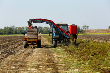 Carrot harvesting with modern agricultural equipment in field