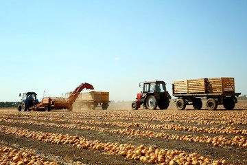 Obraz premium Onion harvesting with modern agricultural equipment in field