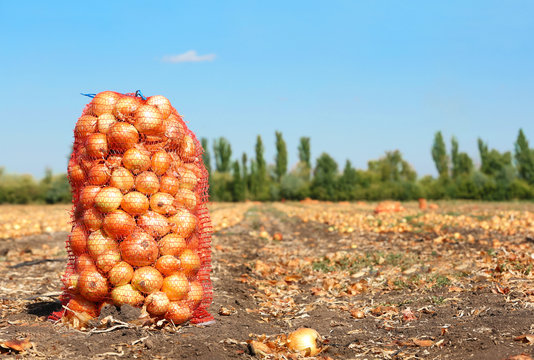 Field With Onions In Mesh Bag For Harvest