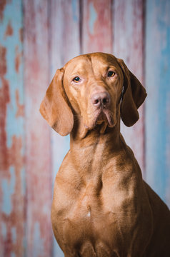Atelier portrait of hungarian hound dog