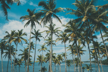 Palm trees above the ocean, vintage toned and retro color stylized