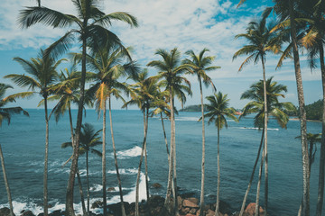 Palm trees on tropical coast above the ocean, vintage toned and retro color stylized