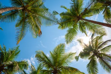 Papier Peint photo Palmier Exotic tropical palm trees at summer, view from bottom up to the sky at sunny day