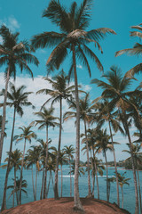 Palm trees on tropical beach, vintage toned and retro color stylized