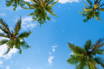 Exotische tropische Palmen im Sommer, Blick von unten bis zum Himmel an sonnigen Tagen