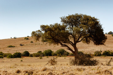 Fototapeta premium Shade tree in the field