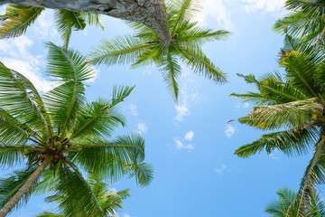 Naklejka na ściany i meble Exotic tropical palm trees at summer, view from bottom up to the sky at sunny day