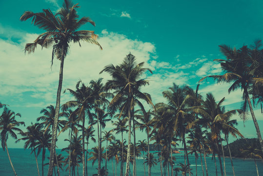 Palm trees on a hill at tropical beach, vintage toned and retro color stylized