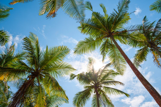 Exotic tropical palm trees at summer, view from bottom up to the sky at sunny day