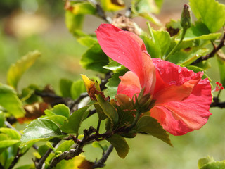 Flores