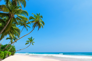 Fototapeta na wymiar Tropical island beach with coconut palm trees. Idyllic Caribbean clean ocean white sand and clear blue sky on sunny summer vacation day