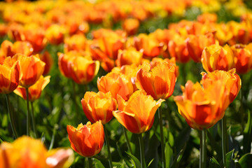 Blooming orange tulips flowers