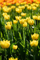 Fototapeta premium Yellow tulips field