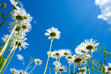 Summer meadow with daisy flowers, view from the ground
