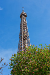 Eiffel Tower through a spring flowering trees in Paris France