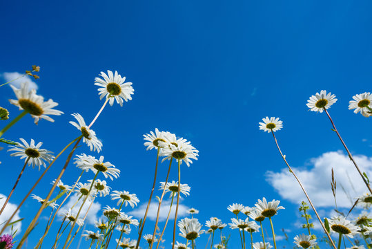 Fototapeta Summer meadow with daisy flowers and grass, view from the ground