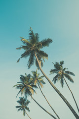 Palm trees vintage color stylized