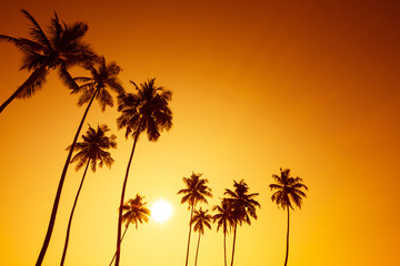 Plakat Palm trees silhouettes on tropical beach at summer warm vivid sunset time