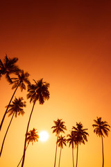 Naklejka na ściany i meble Palm trees silhouettes on tropical beach at summer warm vivid sunset time