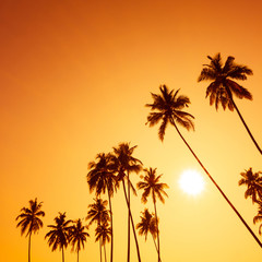 Plakat Palm trees silhouettes on tropical beach at summer warm vivid sunset time