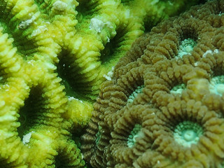 Faviidae Corals (Favia and Favites)