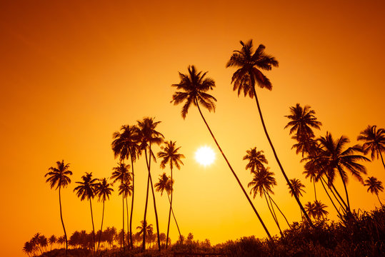 Palm trees silhouettes on tropical beach at summer warm vivid sunset time with sun and rays