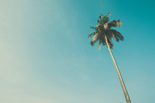Palm tree with sky background vintage color stylized with copy space