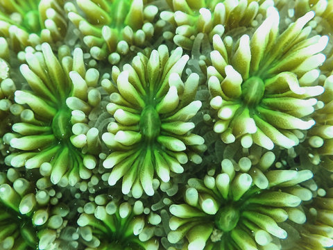 Shooting Star Coral (Galaxea), Seychelles