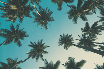 Vintage toned tropical palm trees at summer, view from ground up to the sky