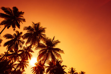 Palm trees silhouettes on tropical beach at summer warm vivid sunset time and sun circle with rays