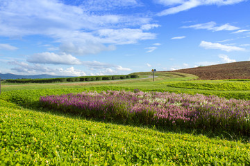 Flower plantation, green grass hill and bright blue sky, for background