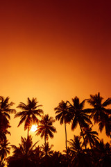 Fototapeta na wymiar Palm trees silhouettes on tropical beach at summer warm vivid sunset time and sun circle with rays
