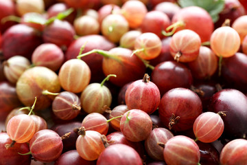 Ripe and sweet gooseberries fruit background