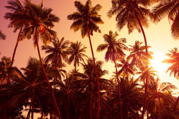 Fototapeta na wymiar Palm trees silhouettes on tropical beach at summer warm vivid sunset time and sun circle with rays