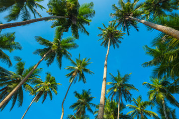 Tropical coconut palm tress view from ground up to the blue sky background at sunny summer day time