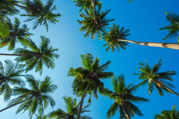 Naklejka na ściany i meble Tropical coconut palm tress view from ground up to the blue sky background at sunny summer day time