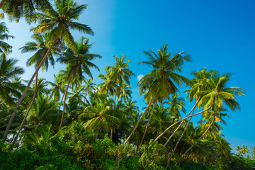 Fototapeta na wymiar Untouched remote tropical beach with palm trees and blue sky background at sunny summer day time