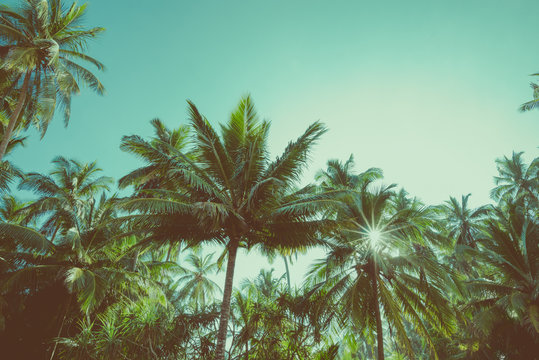 Tropical exotic coconut palm trees retro color stylized