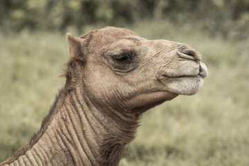 Fototapeta premium Camel's head.