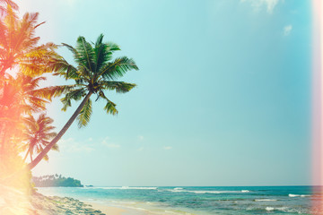 Obraz na płótnie Canvas Palm tree on tropical ocean beach at sunny day vintage light leaks stylized