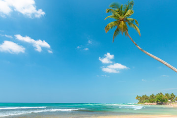 Palm tree on tropical ocean beach at sunny day