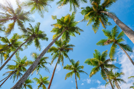 Exotic tropical palm trees at summer, view from bottom up to the sky at clear sunny day